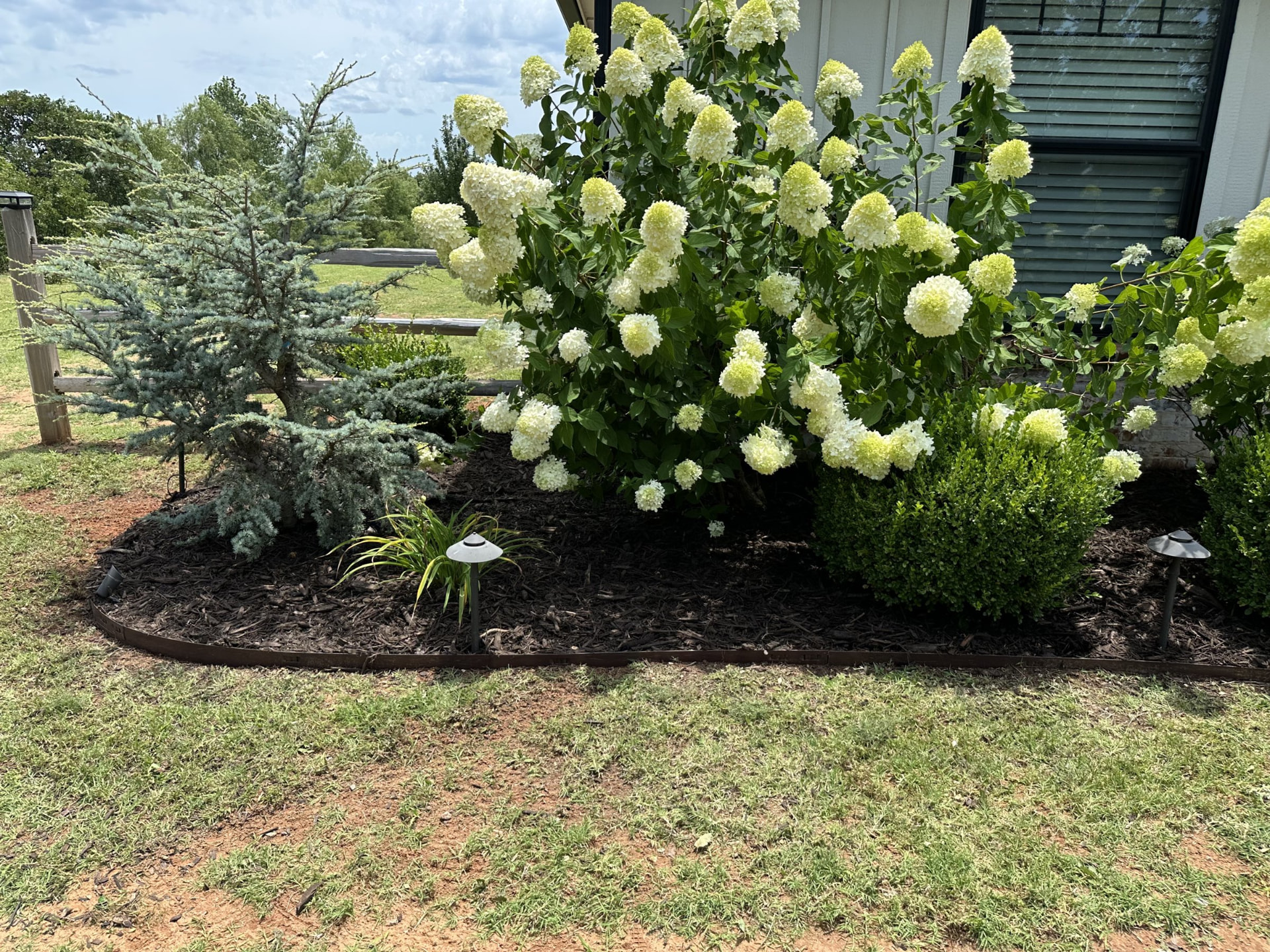 Hydrangea flower bed with fresh mulch in the OKC metro